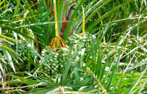 date palm tree 402145 1280.jpg