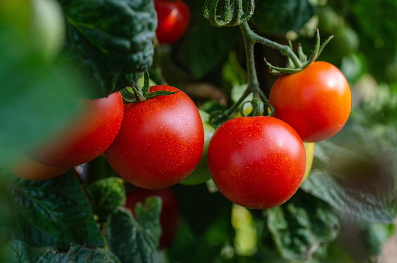 tomatoes 5566741 1280.jpg